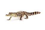 Six month old baby Siamese Crocodile, a red-listed critically endangered species, walking forward on a white background.