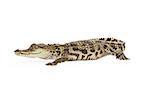 Six month old baby Siamese Crocodile, a red-listed critically endangered species isolated on white.