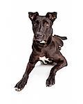 A pretty black mixed large breed dog with a healthy and shiny black coat laying down on a white background