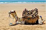 camel rest on the beach sand in morocco agadir taghazout