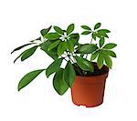 young Schefflera a potted plant isolated over white
