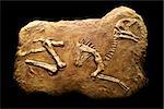 Skeleton of Hadrosaurus  in stone on a black background.