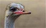 Close up view on an ostrich head.