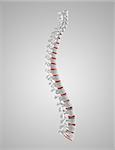 3D render of a spine with the discs highlighted