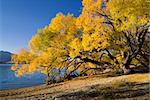 Autumn colors on lake Wanaka, south island, New Zealand