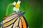 Common Tiger or Danaus genutia, Close up butterfly yellow black pattern are eating nectar on flowers