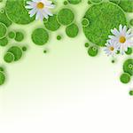 green grass circles background and daisy