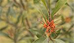 Australian native wildflower Grevillea orange marmalade flower with natural pastel copy space background