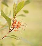 Australian native wildflower Grevillea orange marmalade spider flower with natural pastel colors