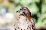 Clode-up shot of red-tailed hawk