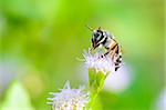 Small bees are clean legs and mouth on blue flower of Goat Weed in meadow of Thailand