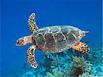 Hawksbill turtle in red sea