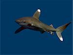 Oceanic whitetip shark