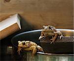 Two Eastern American Toads resting in a terrarium.