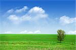 Green grass field and blue sky background