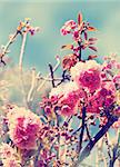 Beautiful cherry tree flowers, Pink bloom, spring flowers background, Spring Cherry blossoms