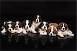 Little St. Bernard Puppies on a black studio background