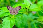 Ypthima baldus or Common Five Ring, Gray butterfly on plant leaf in Thailand