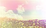 3D render of a landscape of buttercups and daisies against a sunny blue sky with retro style