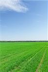 Summer landscape with green grass field and blue sky