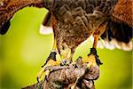 Image of eating raptor bird sitting on a hand