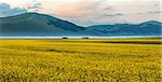 Blooming rapeseed at Piano Grande, Umbria, Italy