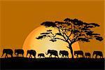 Herd of African elephants silhouettes at sunset