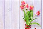 Red tulips over purple wooden table. Top view with copy space