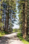 walking path on mountain Blomberg in Bavaria, Germany in summer