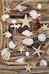 Driftwood and seashell abstract background on oak wood.