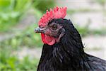 Black chicken head with a red comb