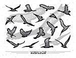 Set of birds silhouettes - flying.Vector illustration.