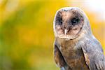 A rare Melanistic or Black Barn Owl in an Autumnal Fall forest