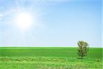 Summer landscape with green grass field and blue sky