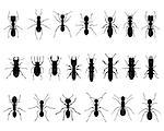 Black silhouettes of ants and termites, vector