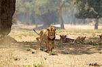 portrait of male lion (Panthera leo), Mana Pools National Park, Zimbabwe