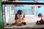 Girl looking into salt water aquarium