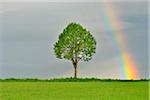 Maple Tree in Grain Field with Rainbow in Spring, Bad Mergentheim, Baden-Wurttemberg, Germany