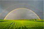 Maple Trees in Grain Field with Double Rainbow in Spring, Bad Mergentheim, Baden-Wurttemberg, Germany