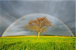 Plane Tree in Meadow with Rainbow in Spring, Bad Mergentheim, Baden-Wurttemberg, Germany