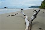 Driftwood on Beach, Newell Beach, Newell, Queensland, Australia