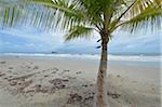 Coconut Palm on Beach, Newell Beach, Newell, Queensland, Australia