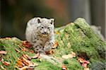 Portrait of Young Snow Leopard (Panthera uncia) in Autumn, Germany