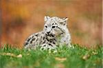 Portrait of Young Snow Leopard (Panthera uncia) in Autumn, Germany