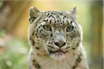 Portrait of Snow Leopard (Panthera uncia) in Autumn, Germany