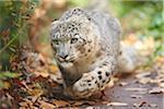 Close-up of Snow Leopard (Panthera uncia) in Autumn, Germany