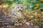 Portrait of Young Snow Leopard (Panthera uncia) in Autumn, Germany