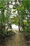 Path to Beach, Daintree Rainforest, Cape Tribulation, Queensland, Australia