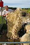 A man folding a sheep's fleece after shearing.