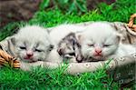 newborn kittens in the basket on the nature.Selective focus
